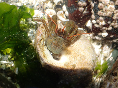 Pagurus granosimanus