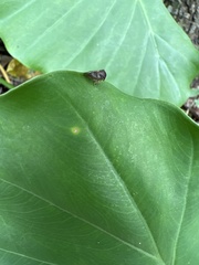 Membracidae