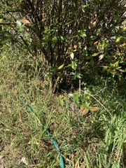 Spiraea cantoniensis