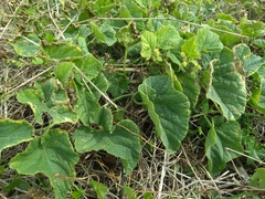 Cucumis melo agrestis