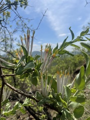 Agelanthus natalitius