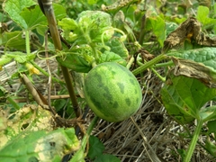 Cucumis melo agrestis