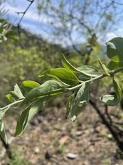 Agelanthus natalitius