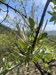 Agelanthus natalitius