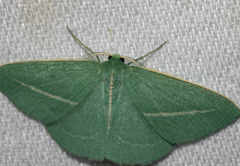 Chlorocoma stereota