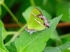 Chlorostrymon simaethis