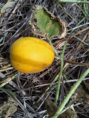 Cucumis melo agrestis