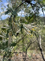 Agelanthus natalitius