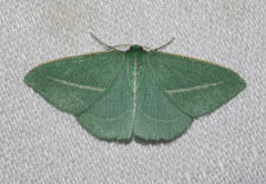 Chlorocoma stereota