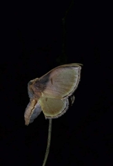 Euphaneta divisa