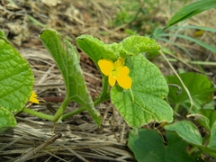 Cucumis melo agrestis