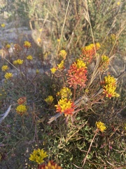 Quinchamalium chilense