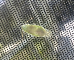 Panchlora