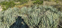 Agave striata