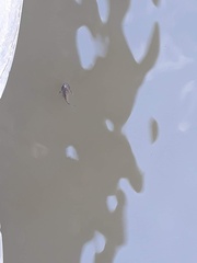Siluriformes
