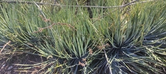 Agave striata