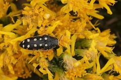 Acmaeodera gibbula
