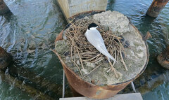 Sterna striata striata