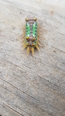 Doratifera oxleyi