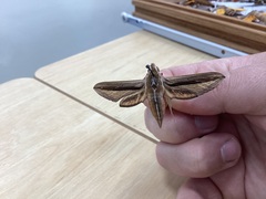 Theretra silhetensis