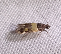 Triclonella determinatella