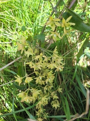 Clematis foetida