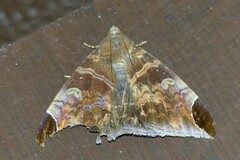 Pindara illibata