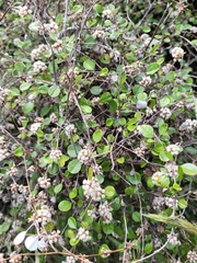 Helichrysum lanceolatum