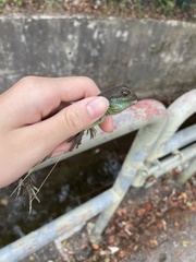 Physignathus cocincinus