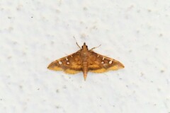 Prophantis