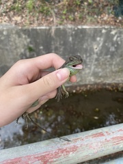 Physignathus cocincinus