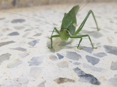 Philophyllia guttulata