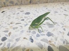 Philophyllia guttulata