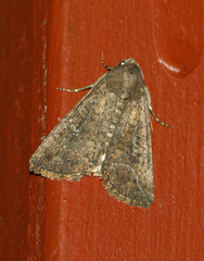 Condica sutor