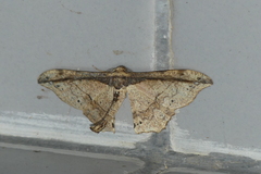 Hyposidra infixaria