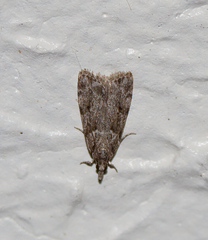 Eudonia heterosalis