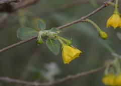 Capsicum rhomboideum