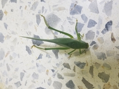 Philophyllia guttulata