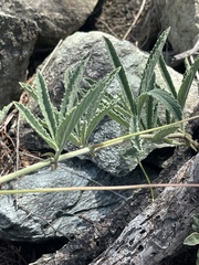 Cyphostemma