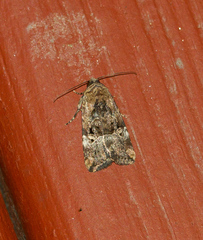 Elaphria chalcedonia