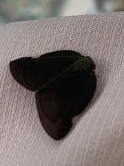 Ricania sublimata