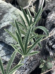 Cyphostemma