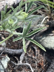 Cyphostemma