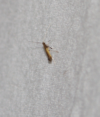 Caloptilia azaleella