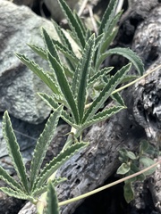 Cyphostemma
