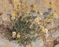 Erigeron breweri porphyreticus