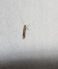 Caloptilia azaleella
