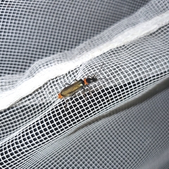 Chauliognathus lugubris