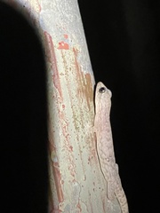 Hemiphyllodactylus hongkongensis