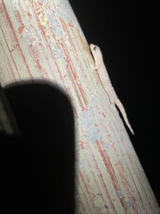 Hemiphyllodactylus hongkongensis